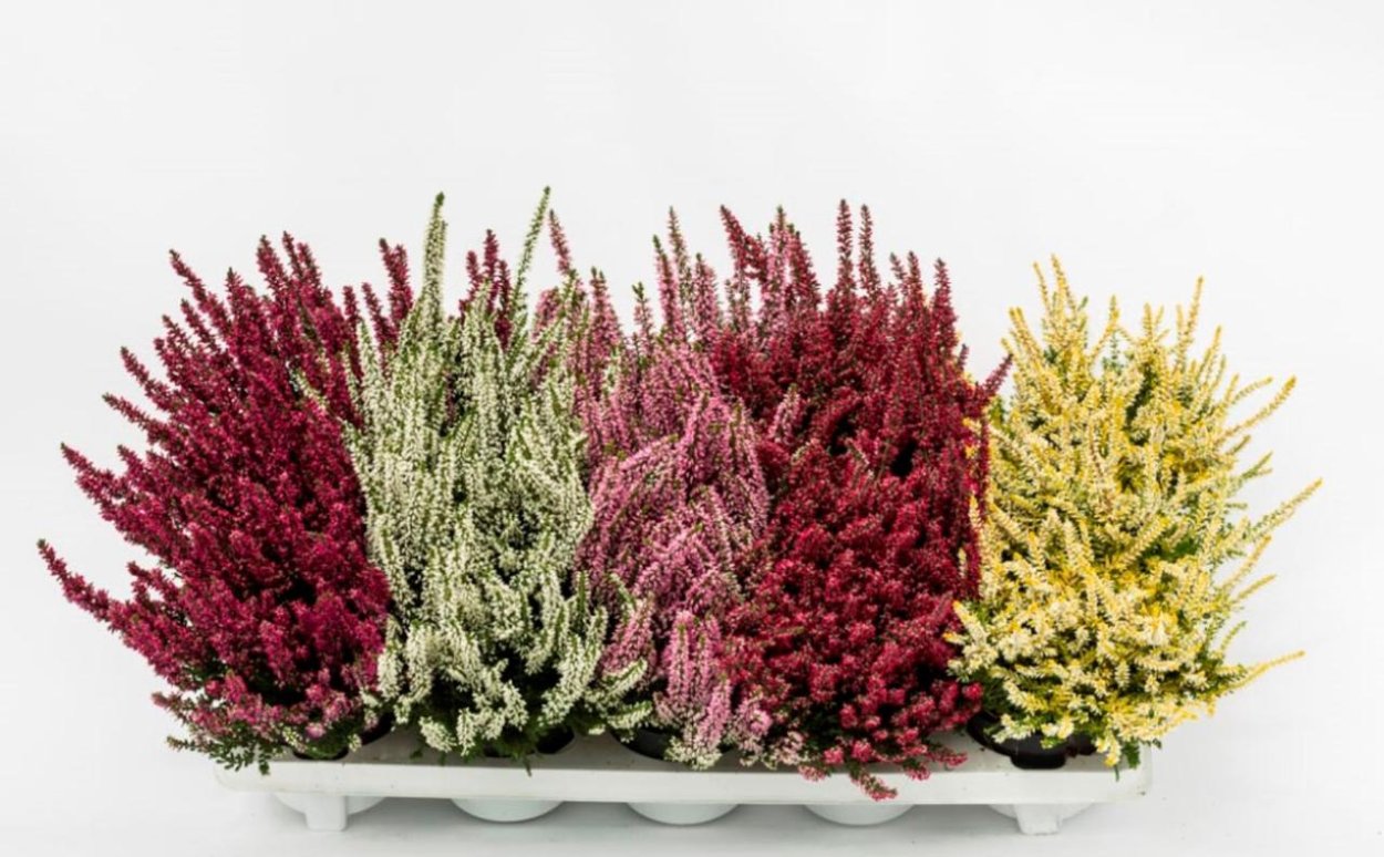 Вереск Каллуна Эрика