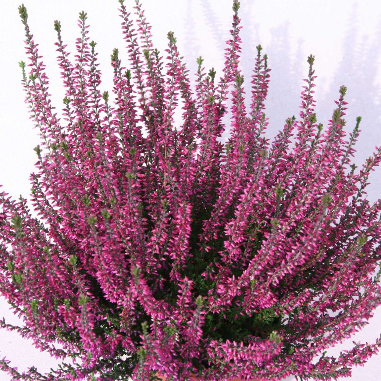 Вереск Каллуна