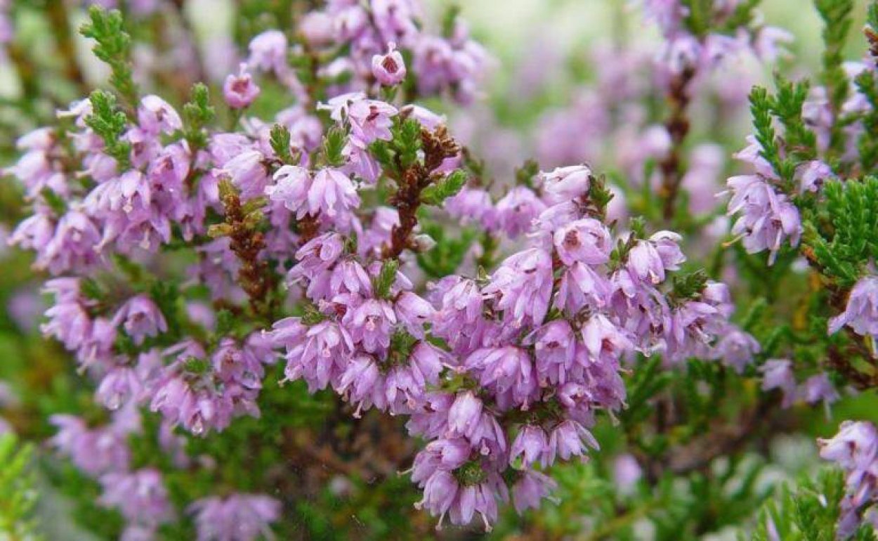 Вереск и колокольчики