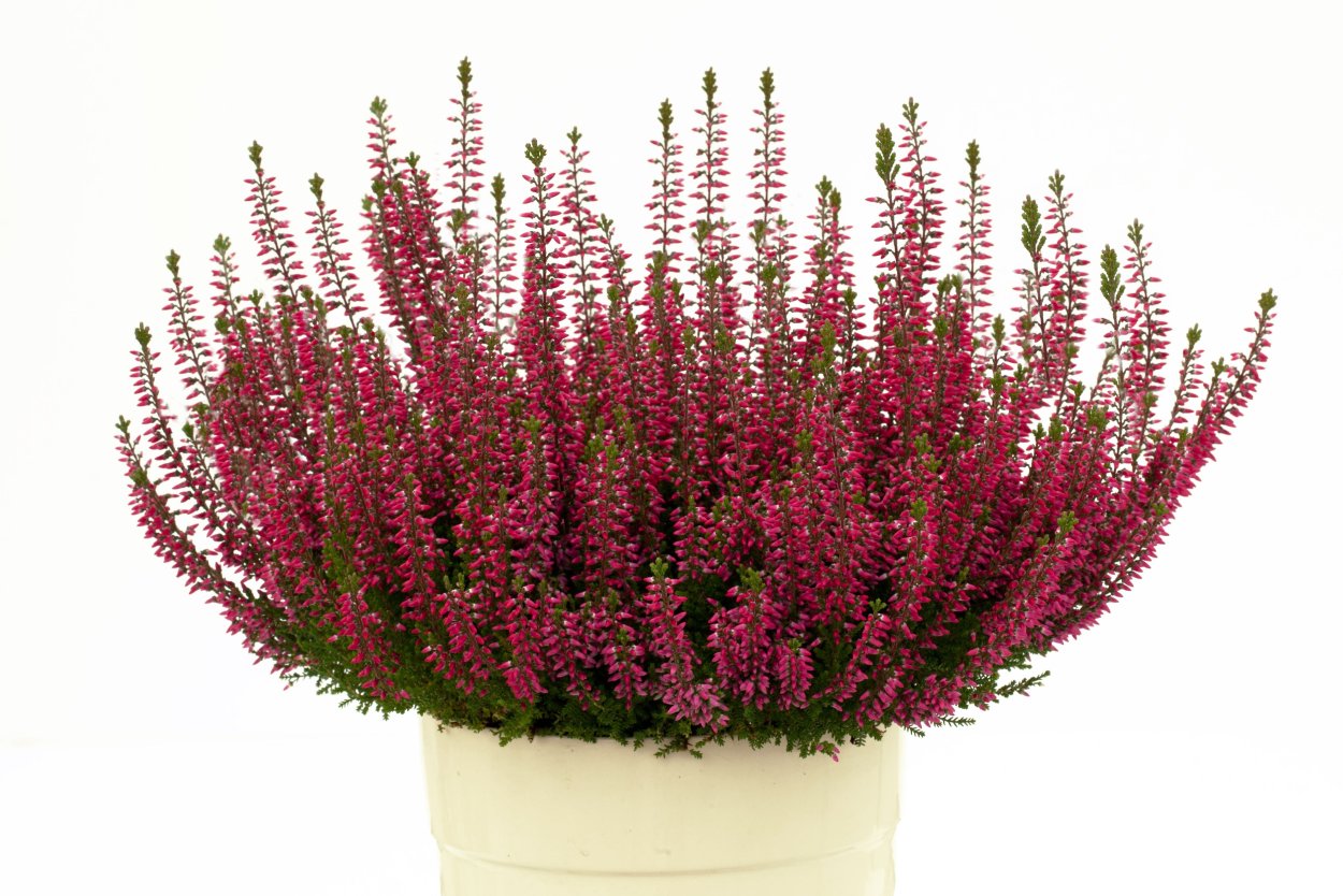 Вереск Каллуна вульгарис