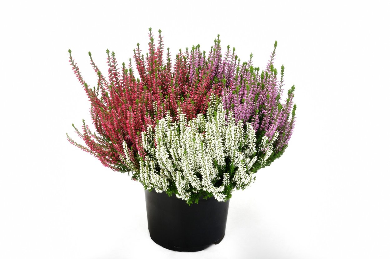 Каллуна / Вереск микс