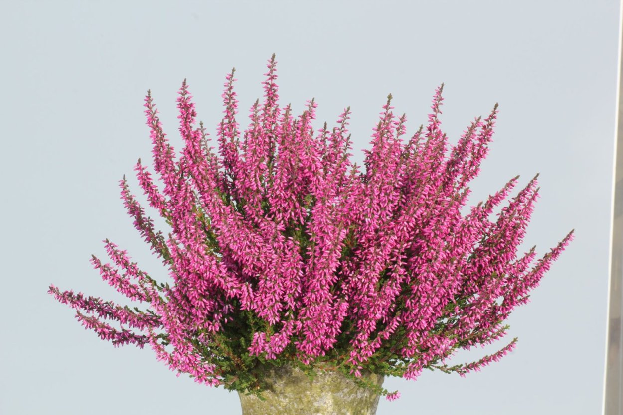 Вереск Аллегро Calluna vulgaris