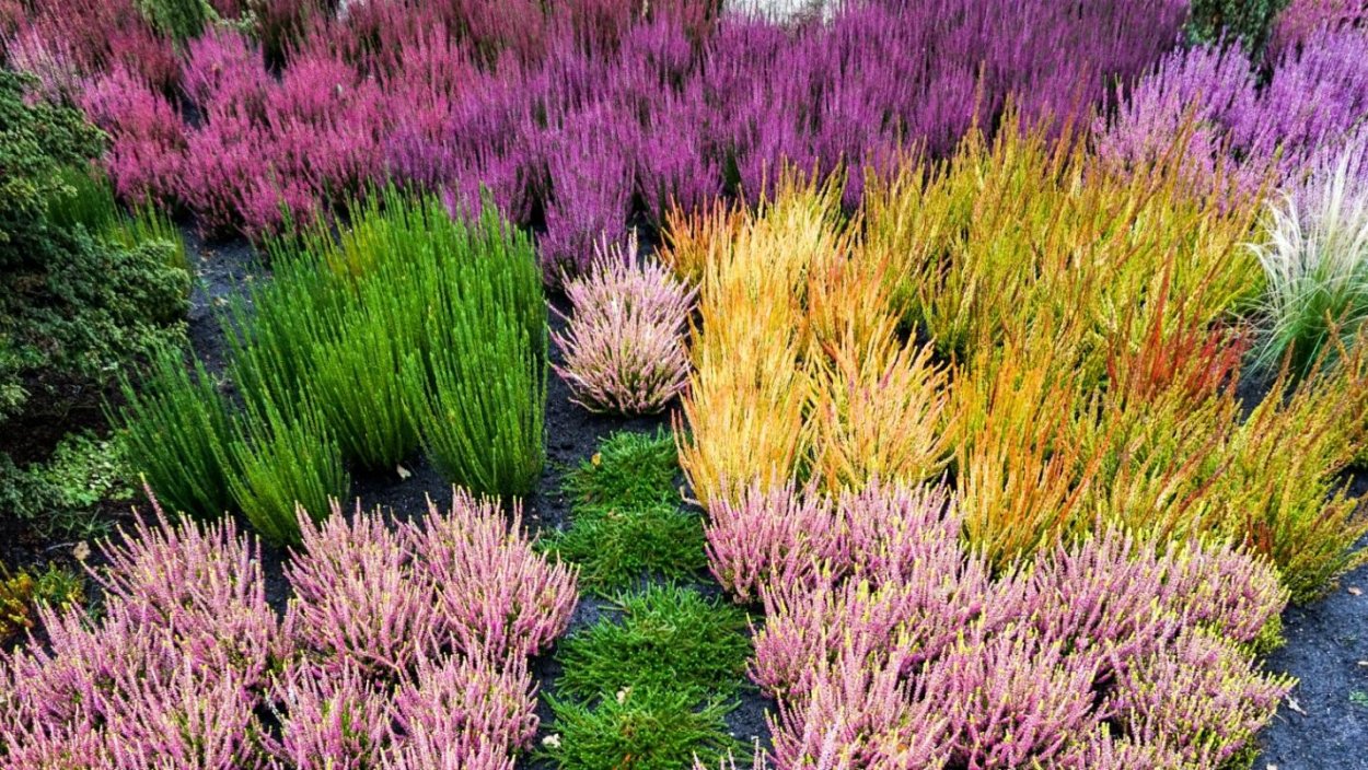 Растет ли Вереск в кислой почве