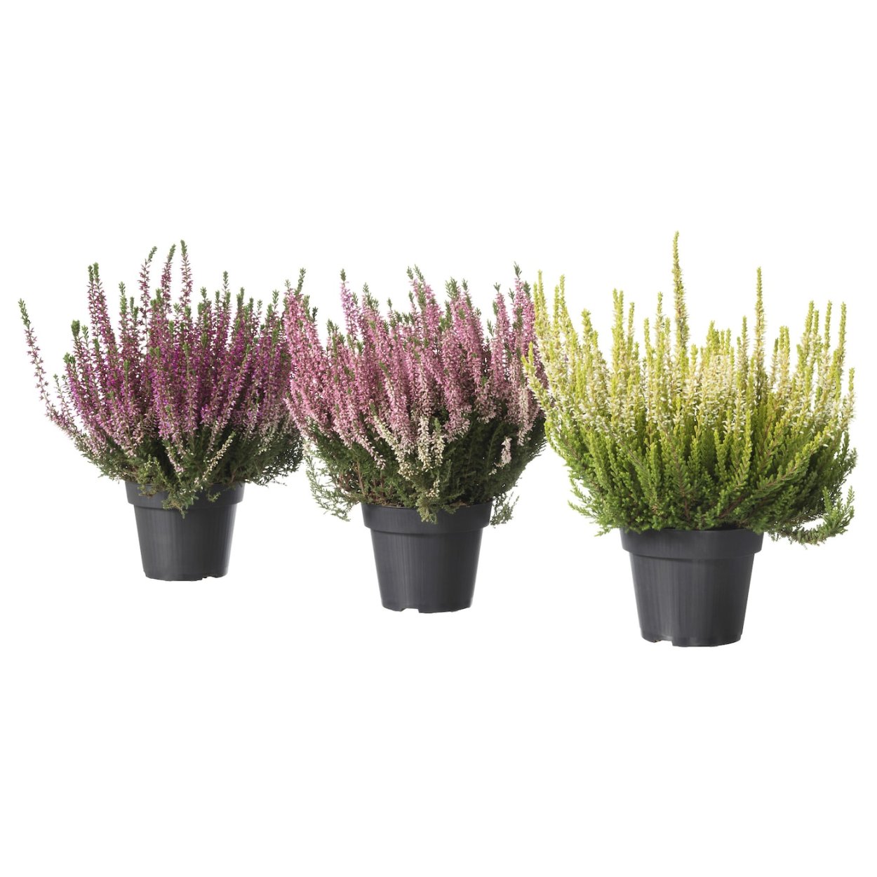 Вереск Каллуна