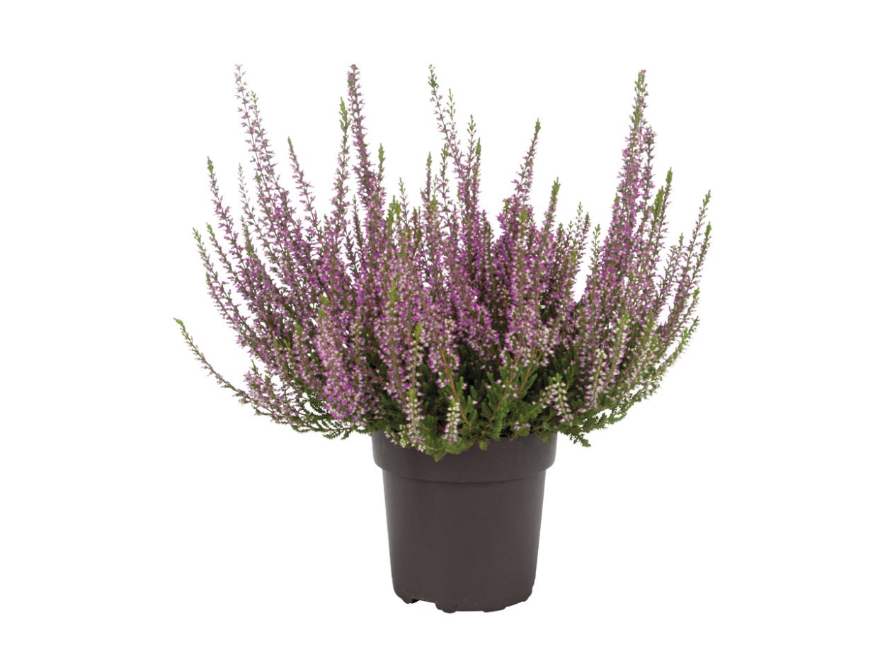 Цветы Вереск Каллуна