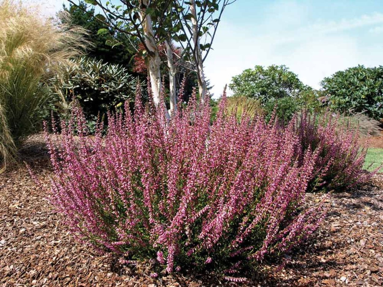 Вереск Росвита