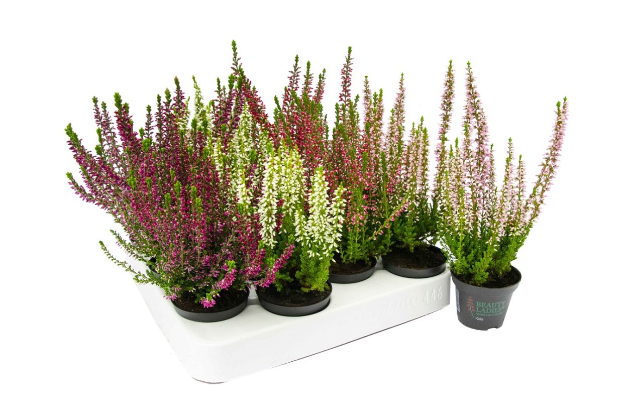 Вереск Каллуна Бьюти леди