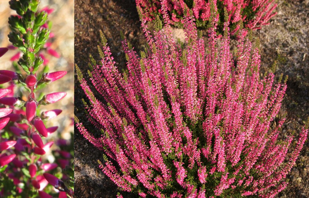 Calluna vulgaris Kir Royal