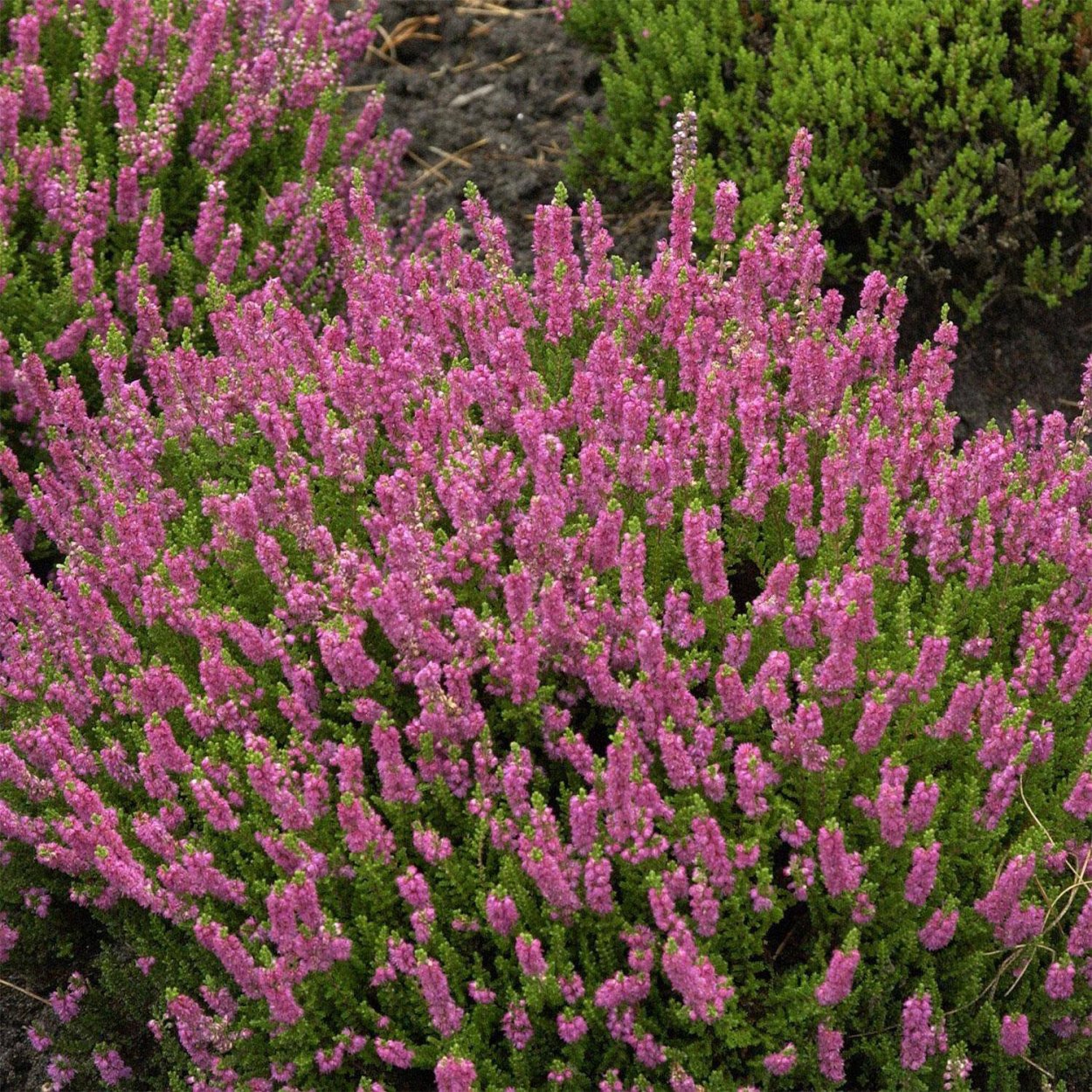Calluna vulgaris ‘Sophia’