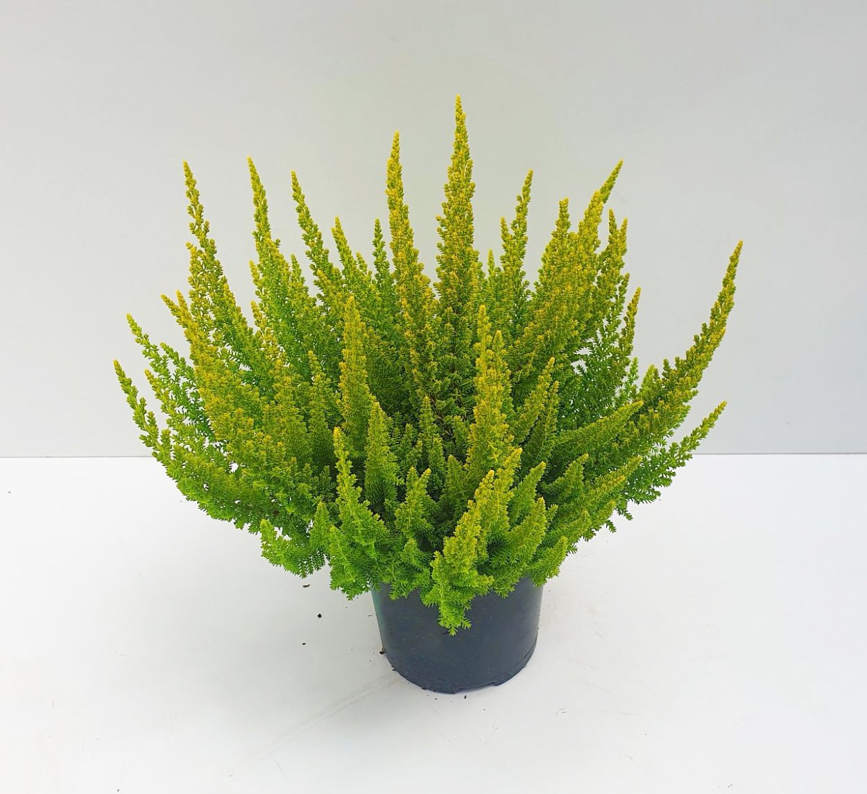 Вереск Каллуна