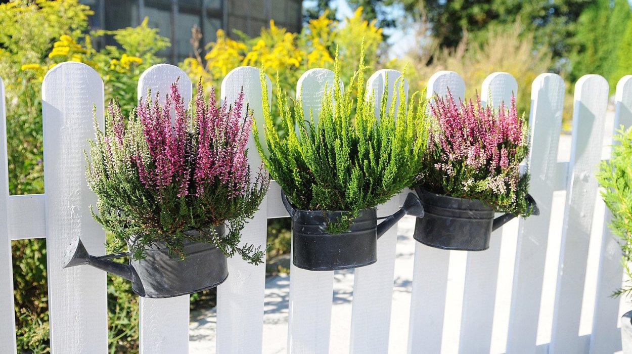 Вереск в ландшафте