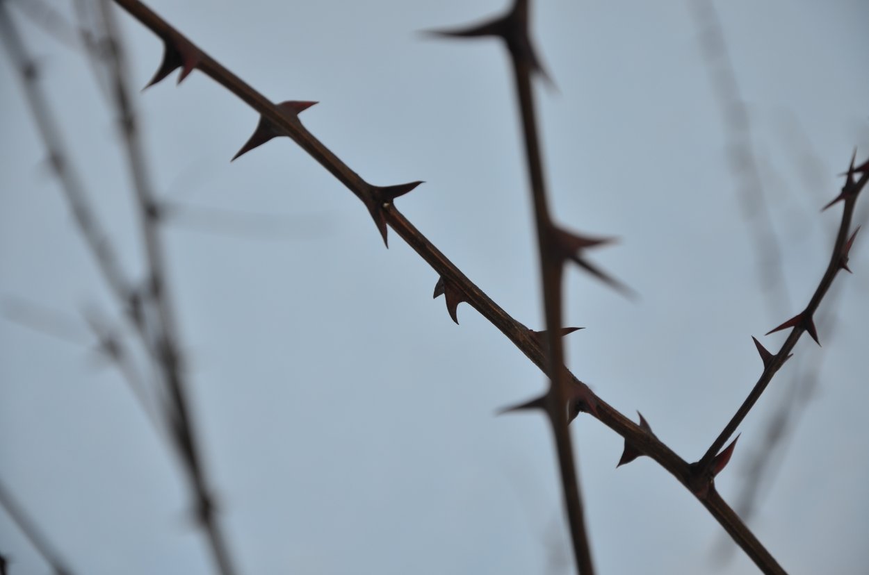 Колючие ветки
