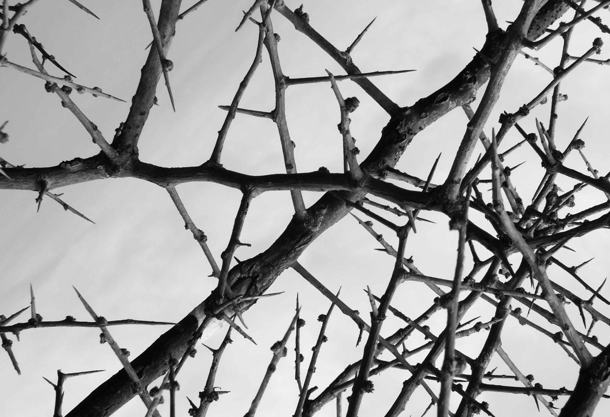 Терновник колючки