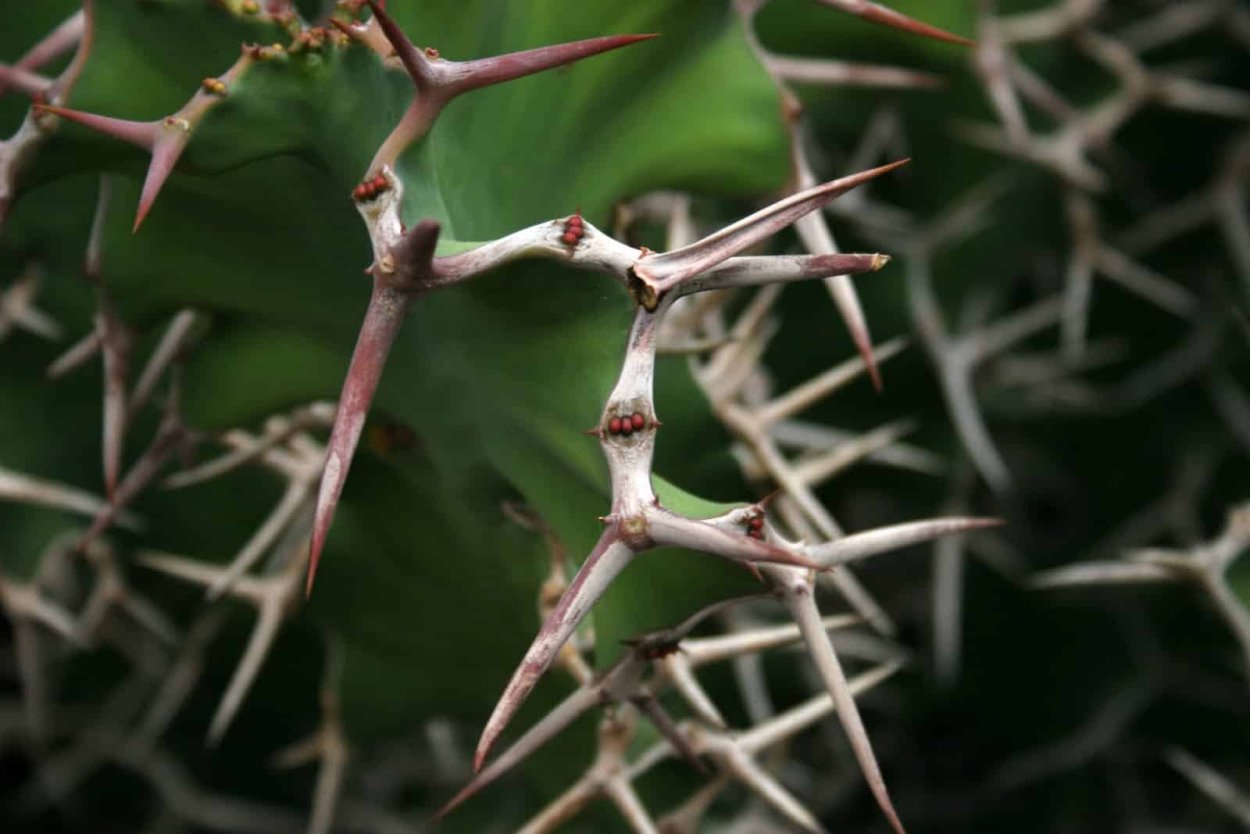 Терновник куст с шипами