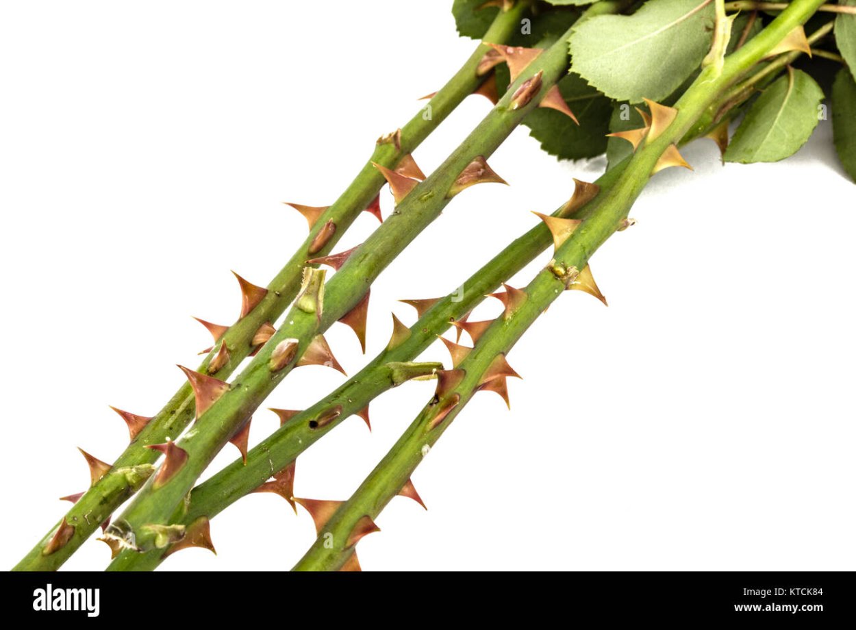 Острые колючки