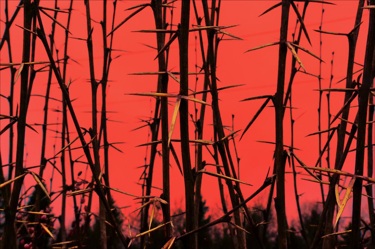 Тернии Терновник