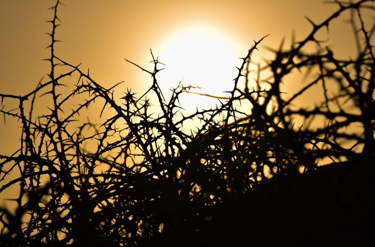 Терновый венец Иисуса