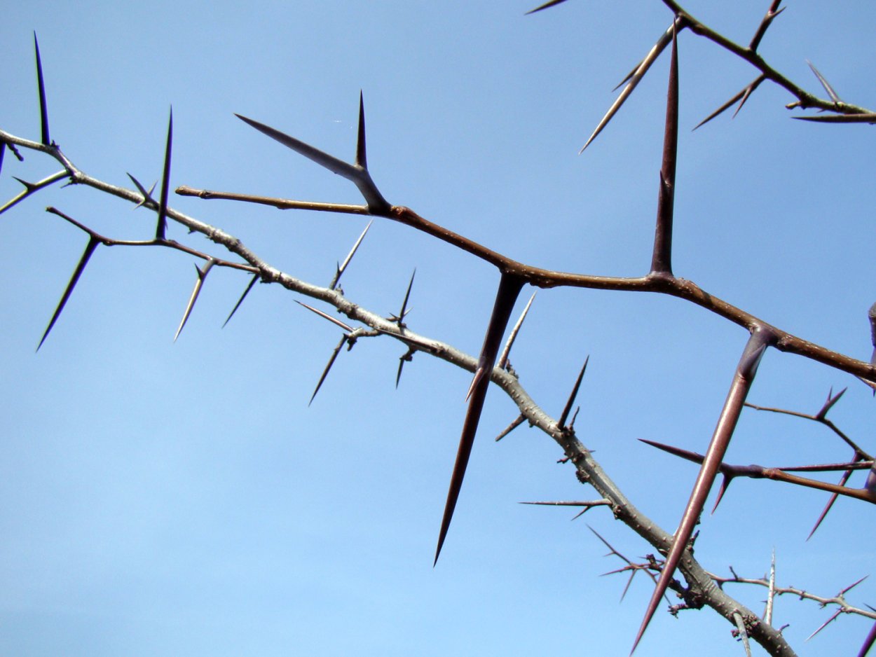 Растение с большими колючками