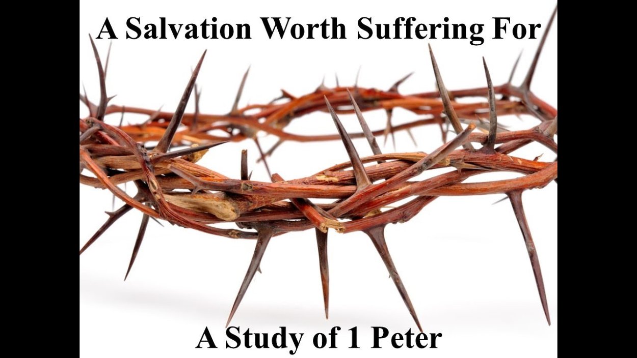 Терновый венец кустарник