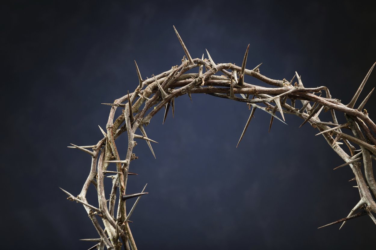 Терн Терновник куст