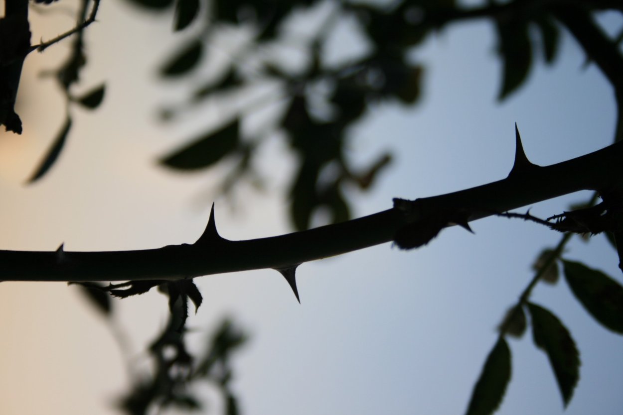 Терновый профиль горизонтов