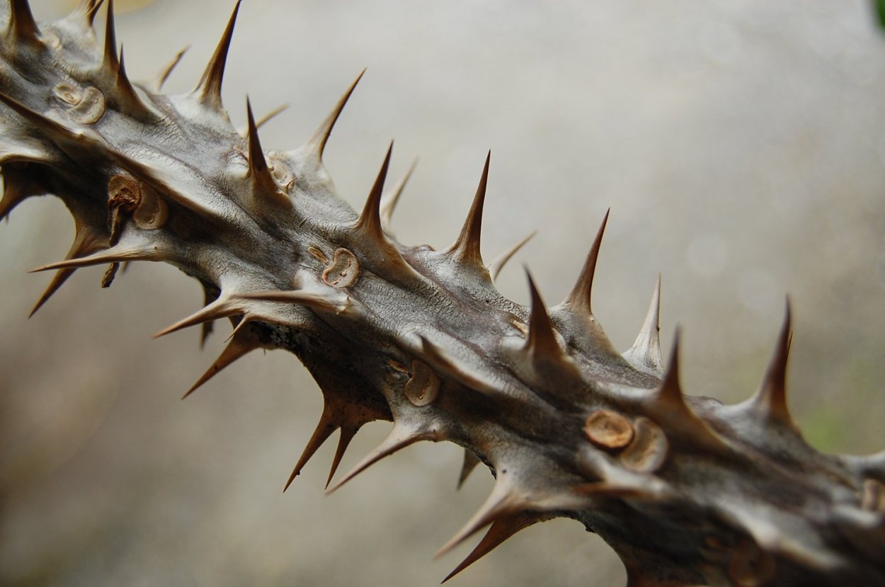 Ветка с шипами тату