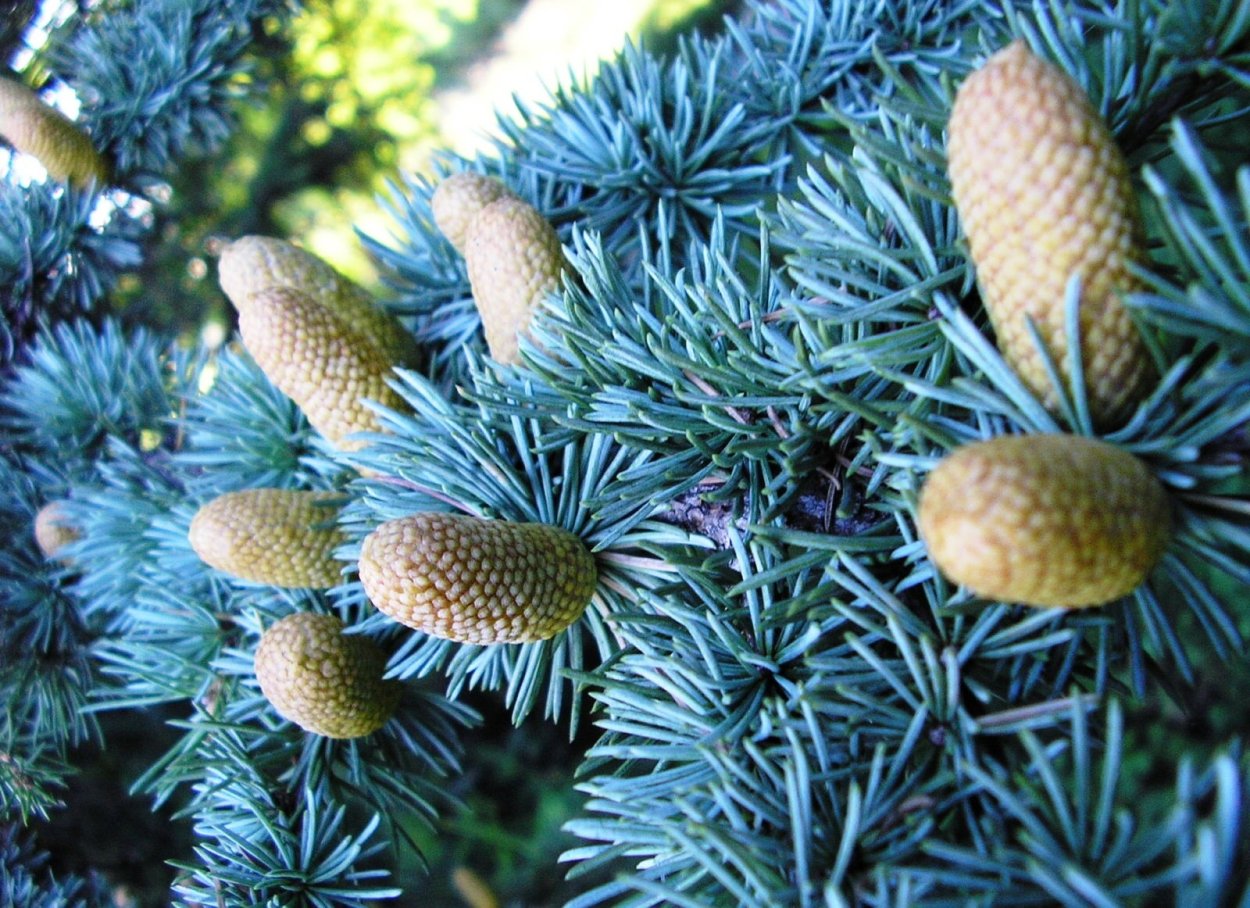 Ассортиментная ведомость в ландшафтном дизайне таблица