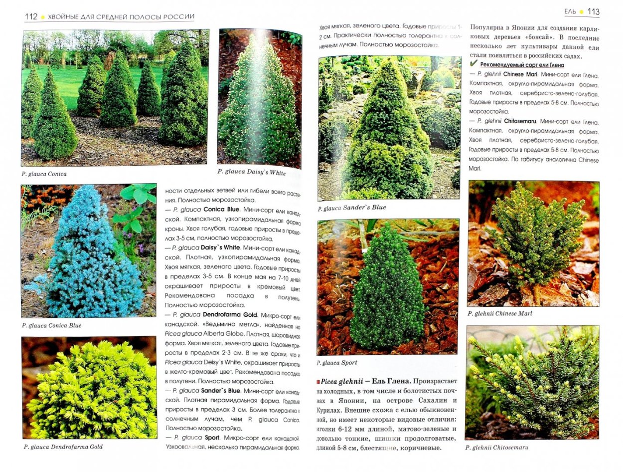 Хвойные деревья названия