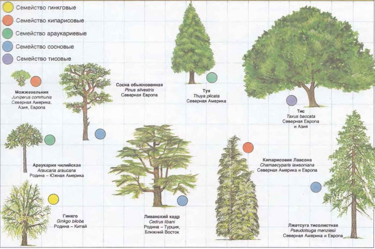Пихта бальзамическая дерево