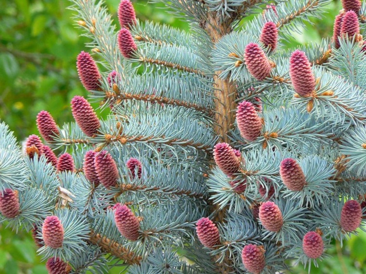 Тсуга канадская pendula