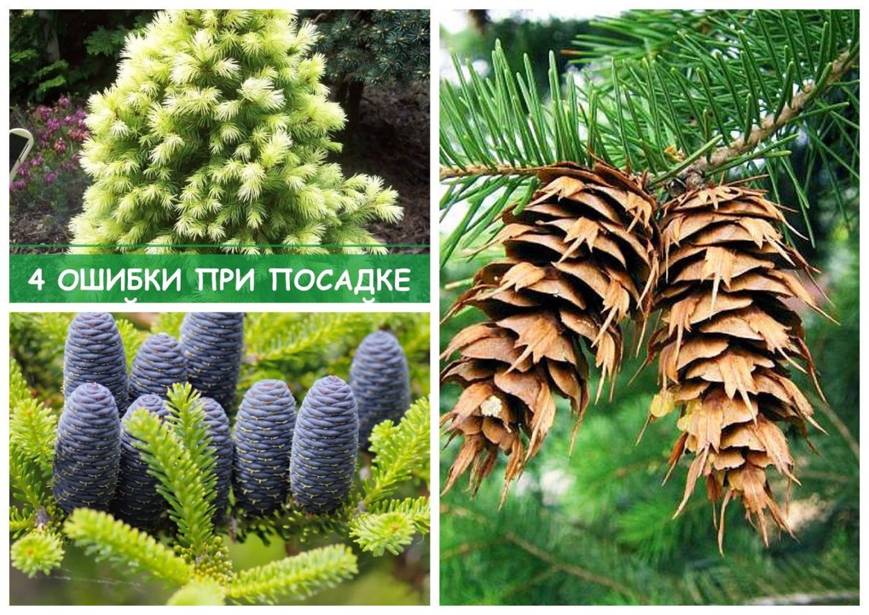 Особенности хвоинок пихты