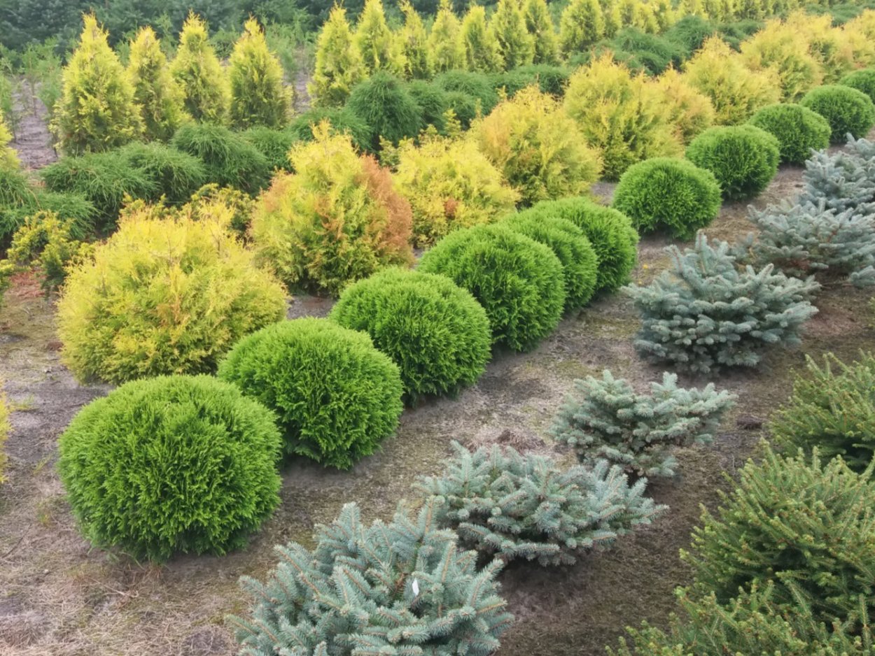 Елка туя пихта можжевельник