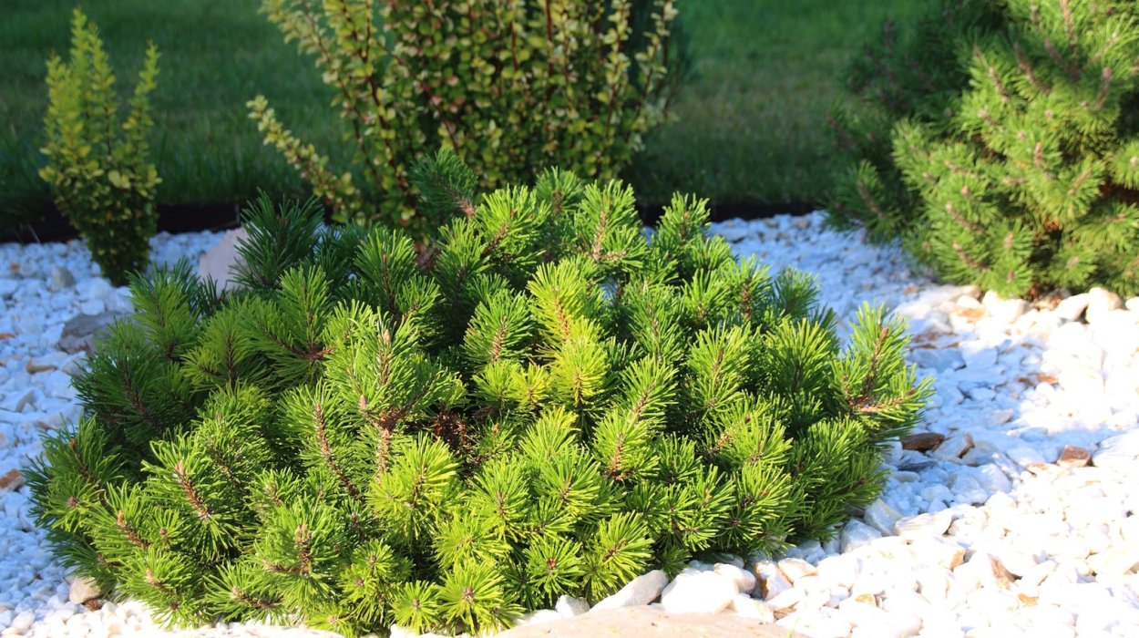 Пихта Горная (п. субальпийская) compacta / 50-70