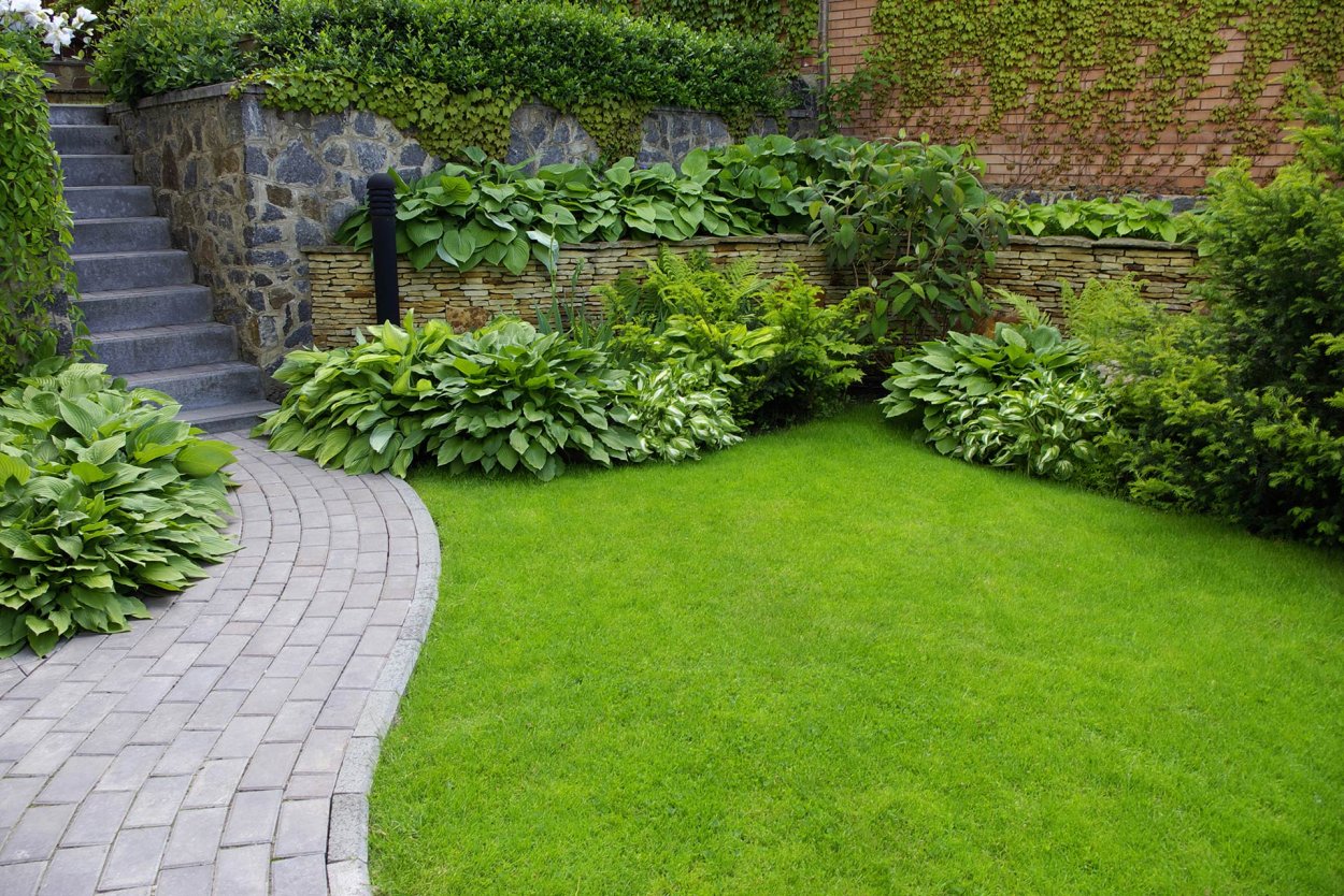 Дачный газон