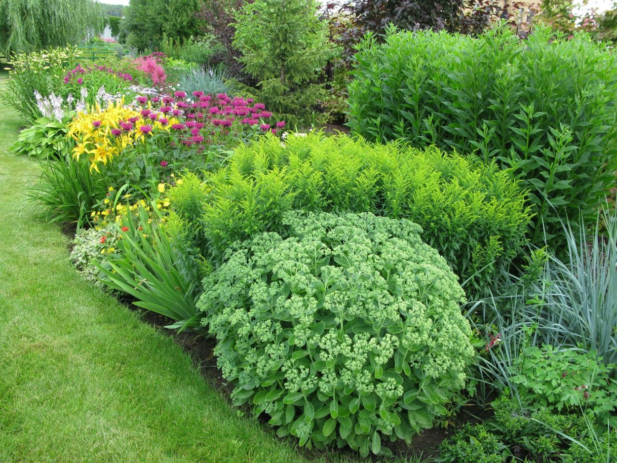 Молочай многоцветковый в миксбордере