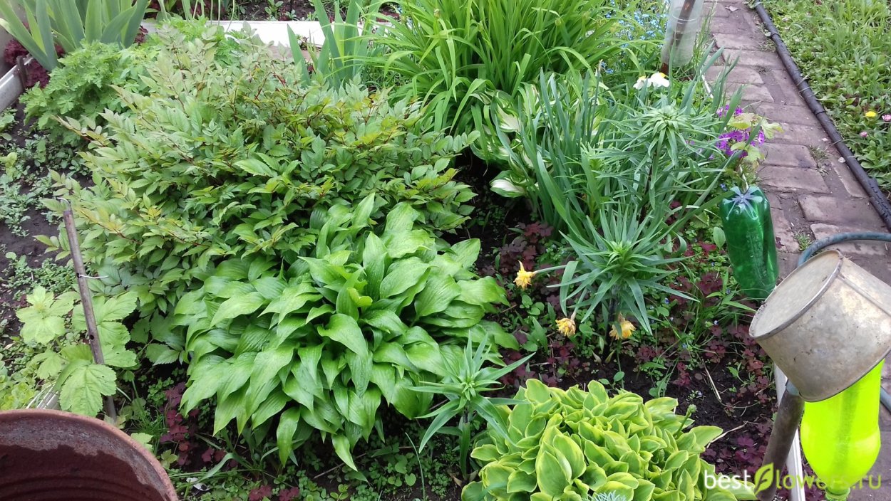 Клумба в зеленом цвете