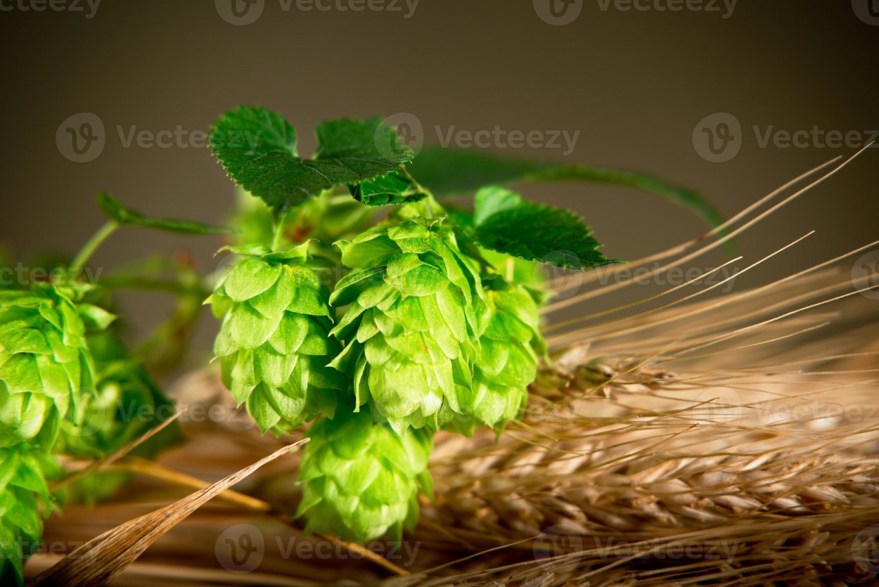 Колосья Хмель