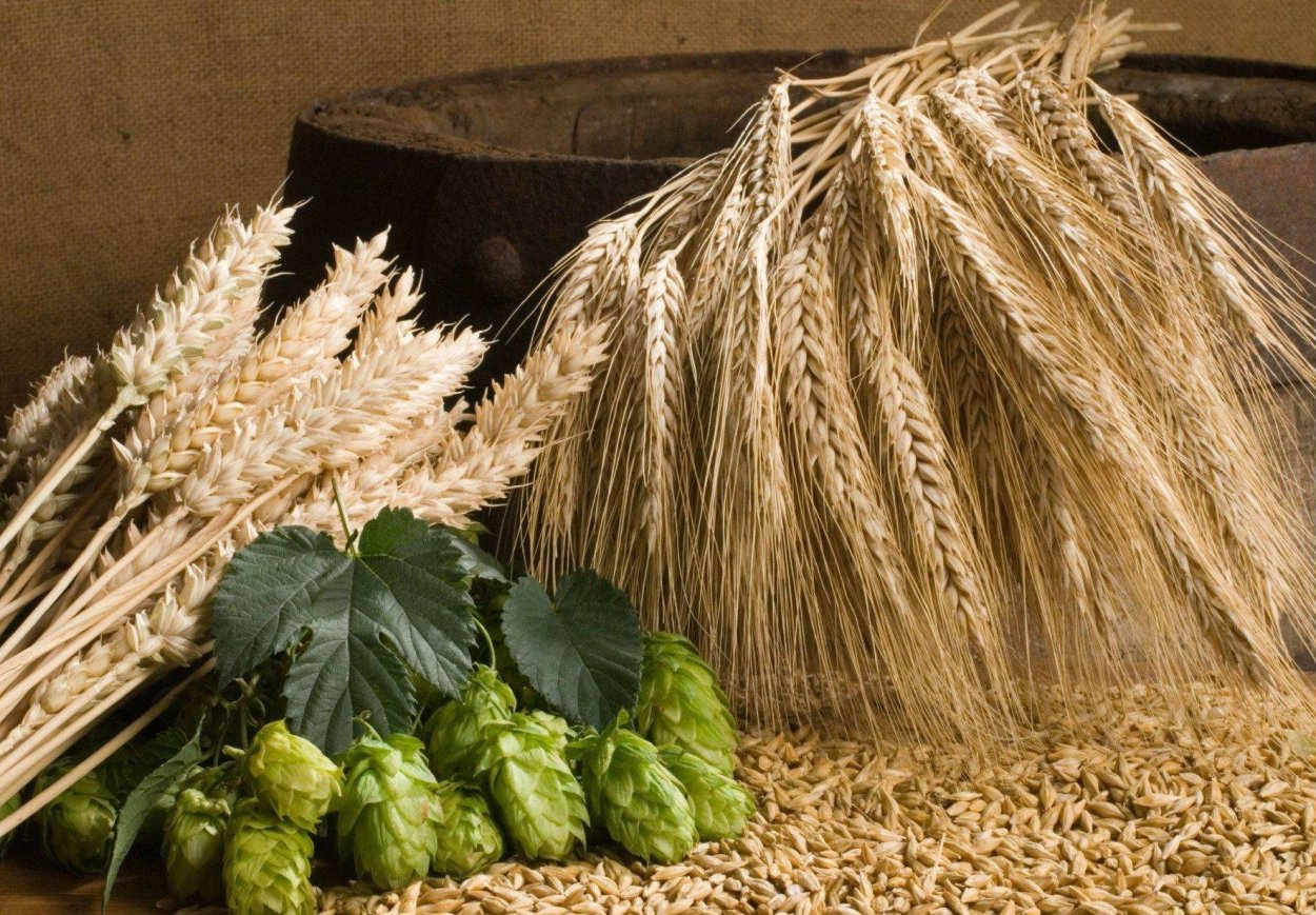 Ячмень пивоваренный Колос