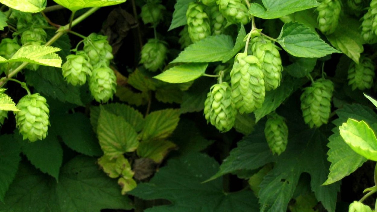 Хмель Триумф