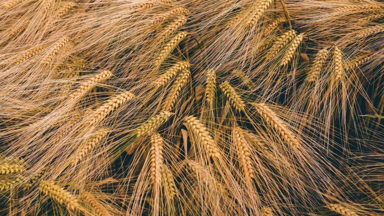 Солод ячменный растение