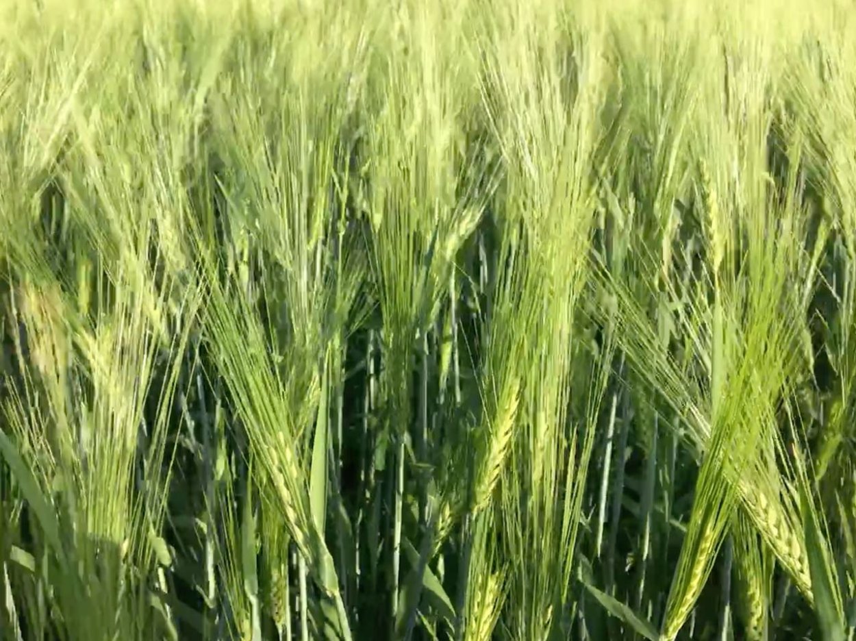 Яровой ячмень сорт Булат