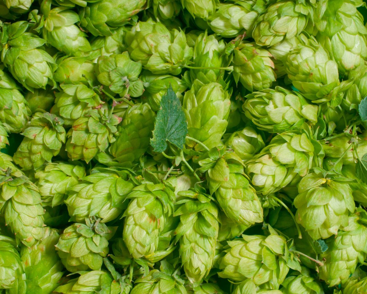 Хмель мандарина Бавария