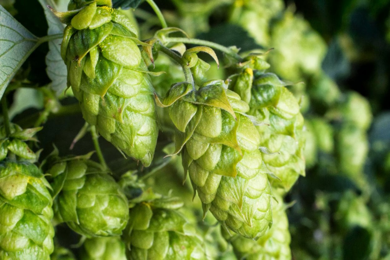 Хмель обыкновенный Лиана