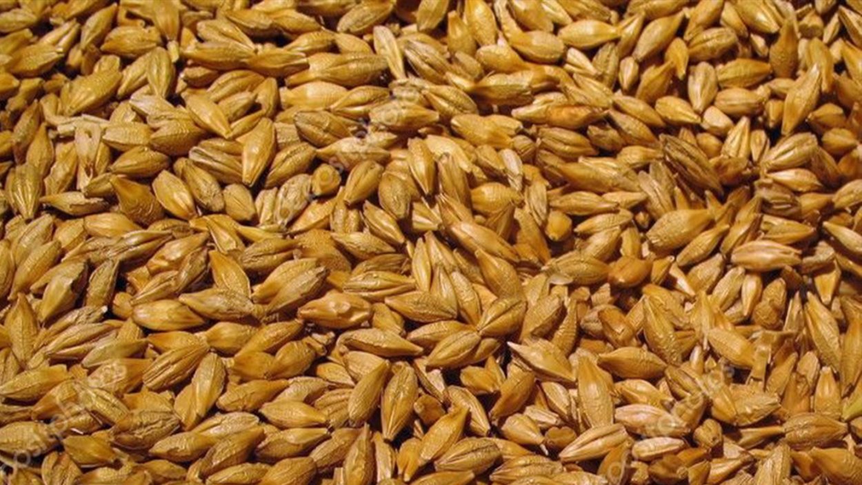 Пророщенный ячменный солод