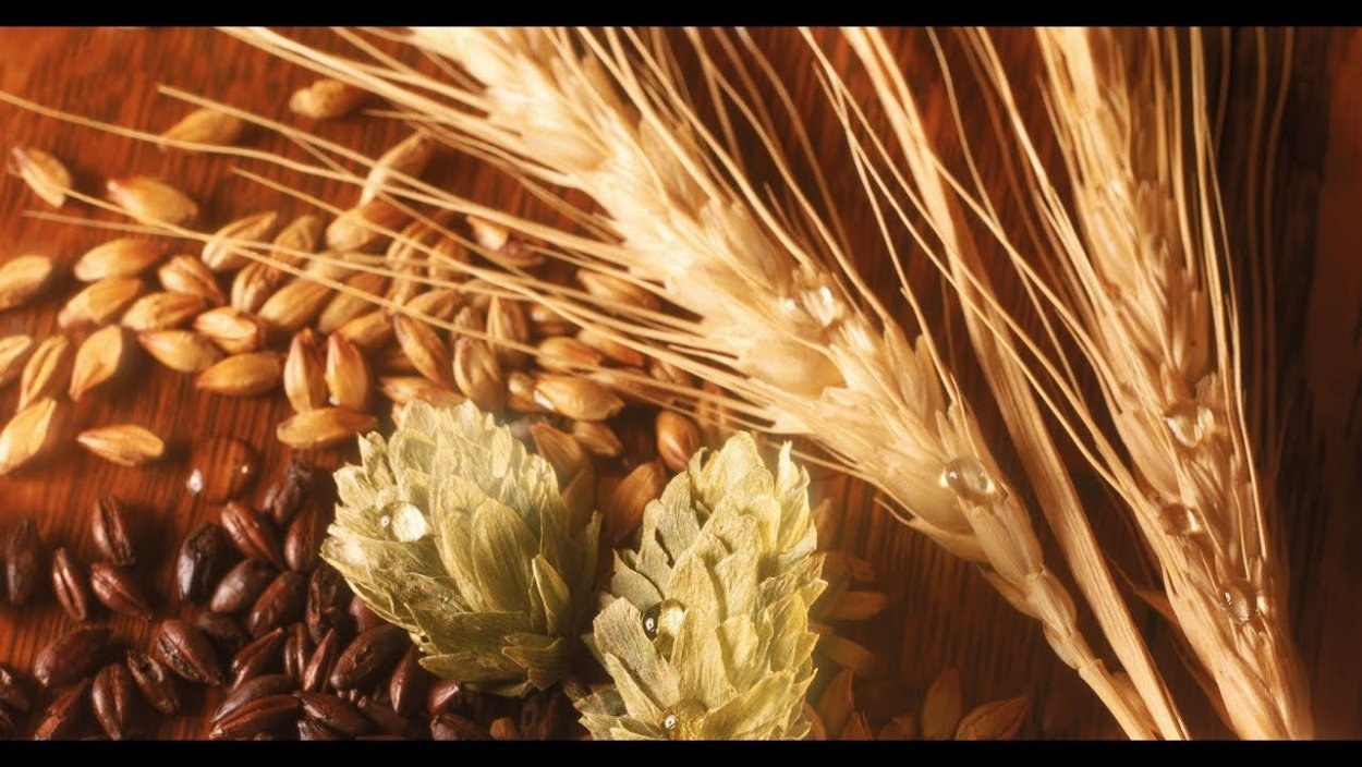 Рожь ячмень солод