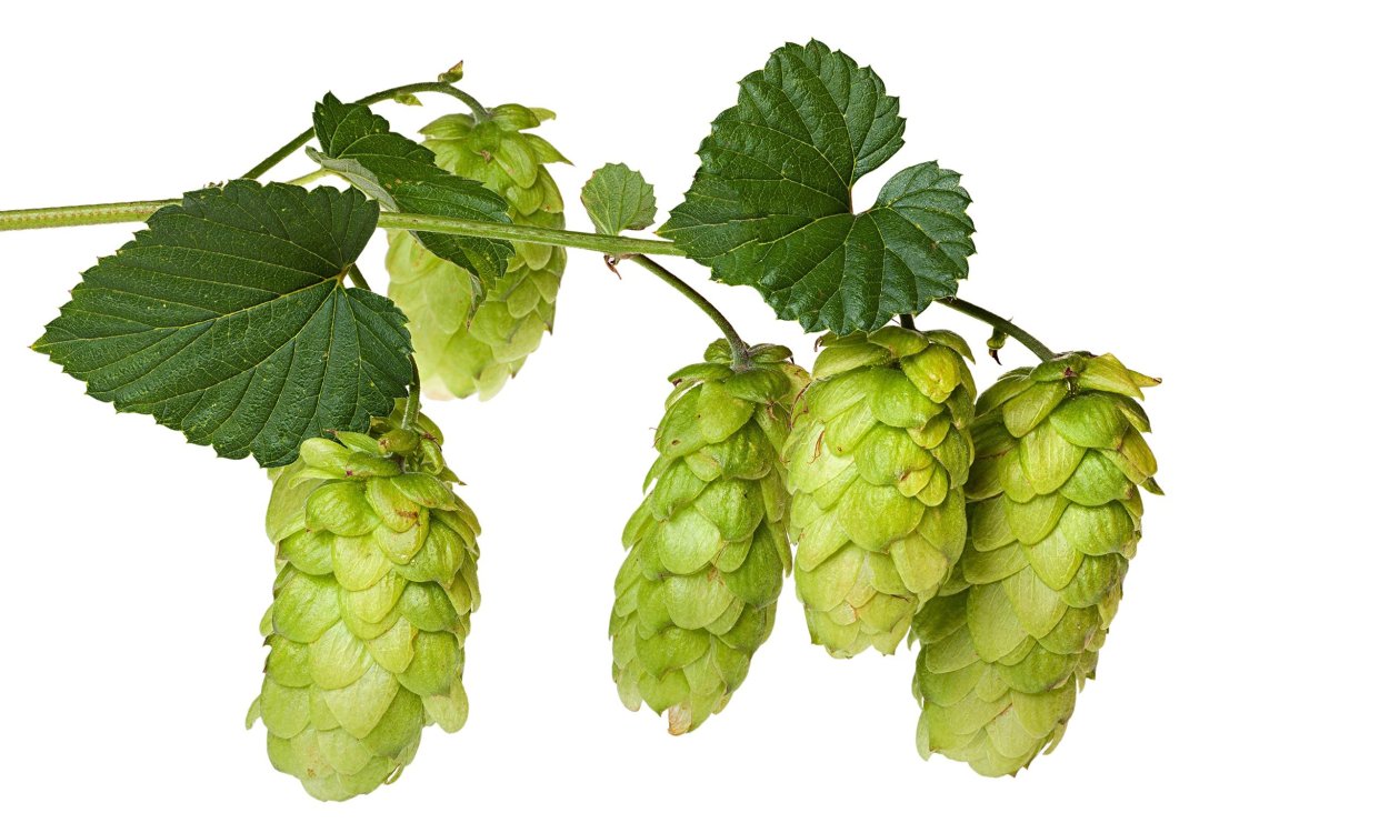 Хмель обыкновенный (Humulus lupulus)