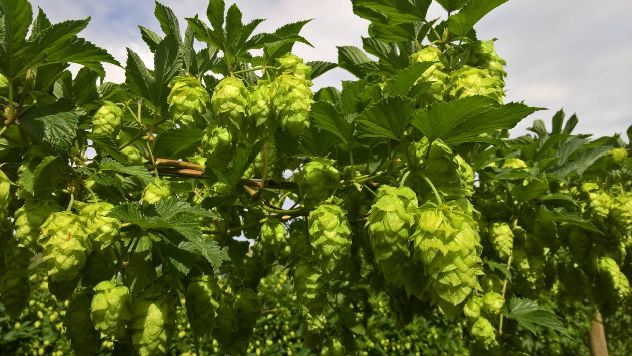 Хмель обыкновенный Лиана