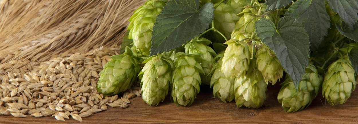 Зеленый солод