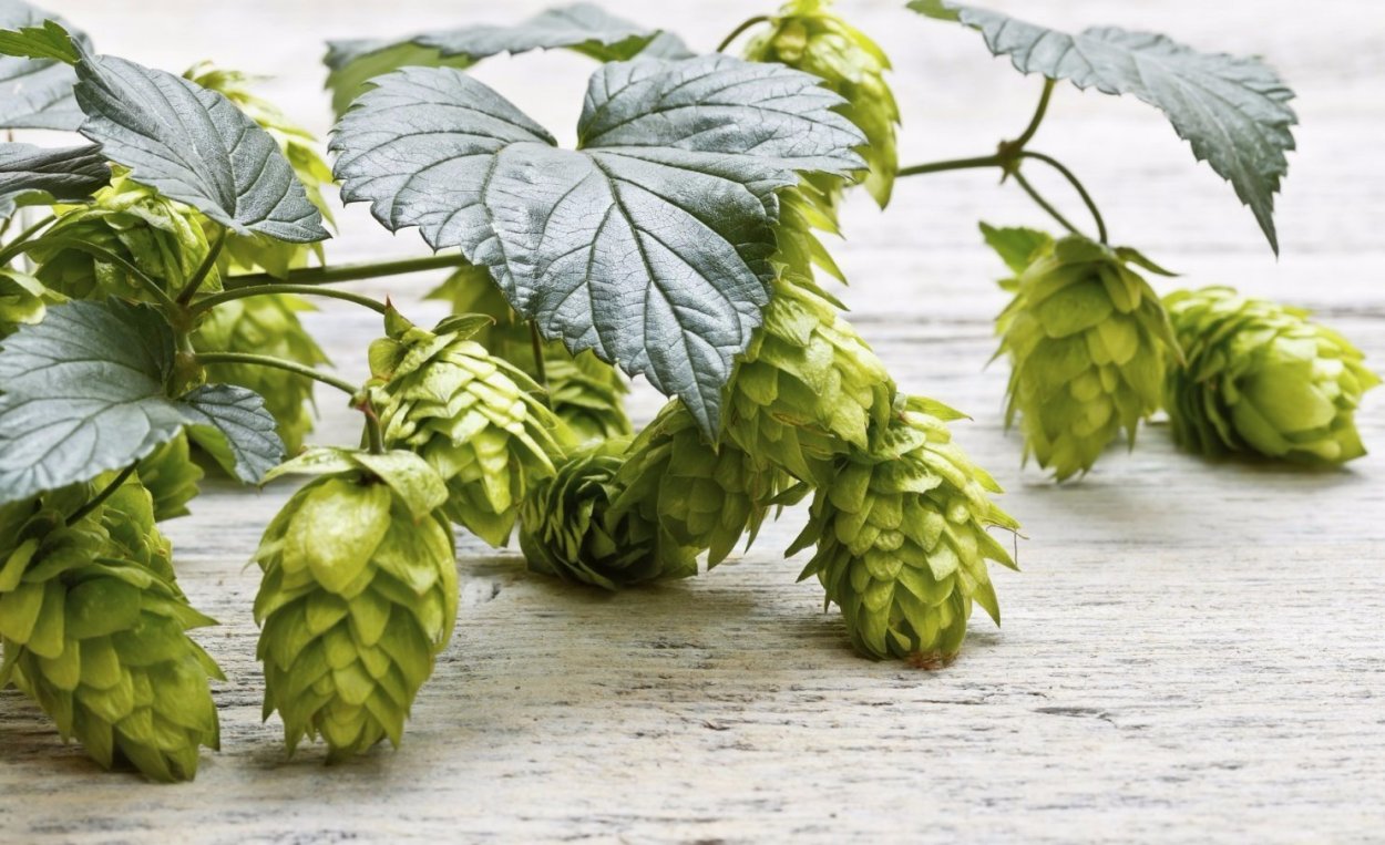 Зеленый Хмель