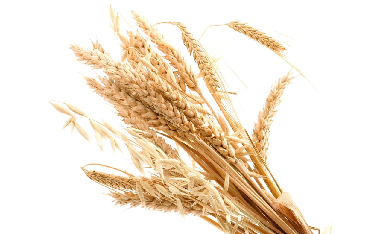 Колосок пшеницы пшеничный колосок